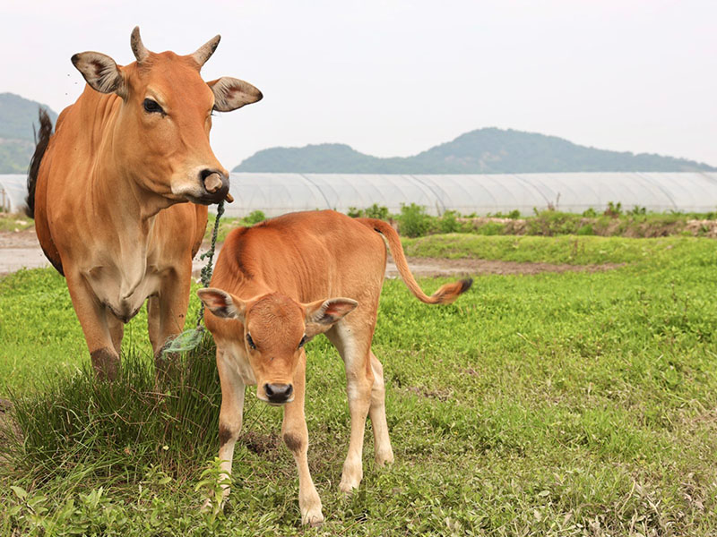 Livestock Tracking