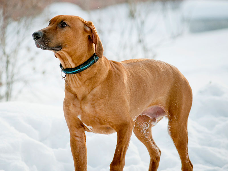 Pet Tracking